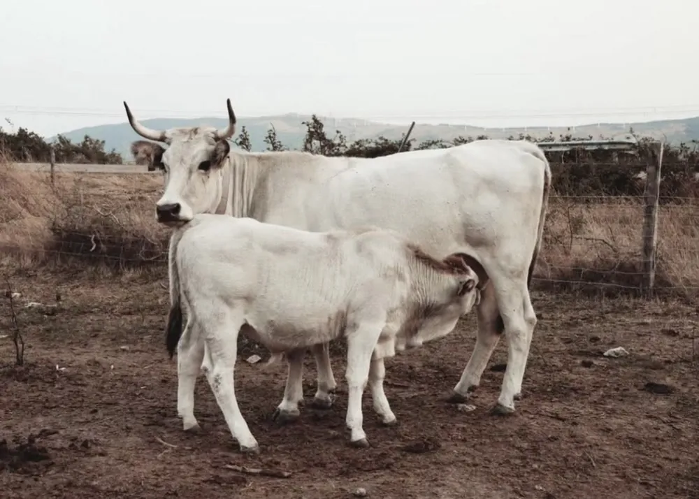 Romanzo.22 farm and cattle
